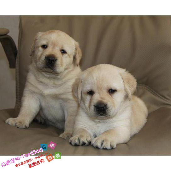 纯种拉布拉多幼犬奶白色马利和我同款通人性重感情支持支付宝g