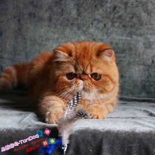 赛级红虎斑加菲猫纯种幼猫出售异国短毛猫幼崽家养活体宠物猫g