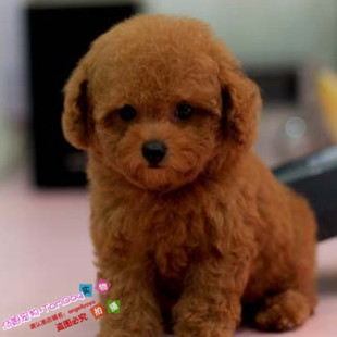 家养纯种赛级红色泰迪犬幼犬活体宠物狗狗家养红泰迪小狗g