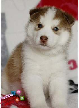 纯种红色棕色咖啡色稀有哈士奇纯种幼犬公母都有驱虫疫苗全g