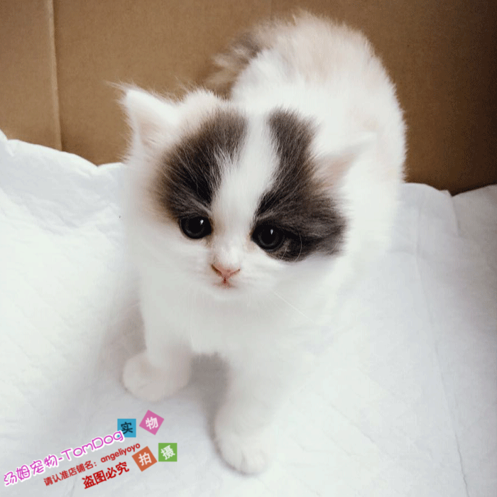 家养梵三花高地猫宠物猫纯种长毛猫宠物活体幼猫小猫咪可爱粘人g,宠物/宠物食品及用品,猫咪,淘宝优惠券,粉丝福利购,淘宝优惠卷