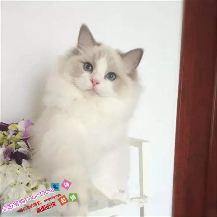 纯种蓝眼布偶猫活体海豹双色满背蓝双奶油色幼崽猫咪宠物猫出售g