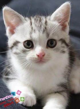 美短加白猫美短加白起司猫美国短毛猫幼猫宠物猫活体宠物猫活体g