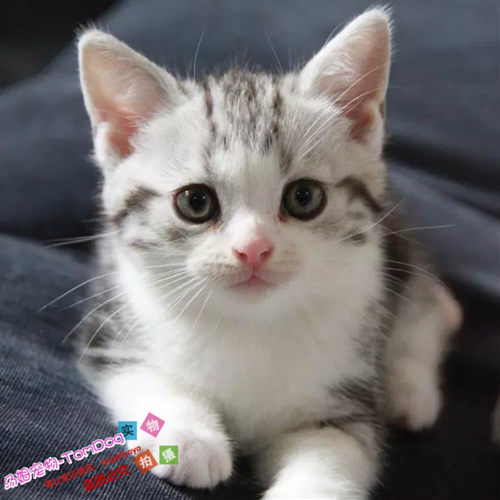美短加白猫美短加白起司猫美国短毛猫幼猫宠物猫活体宠物猫活体g