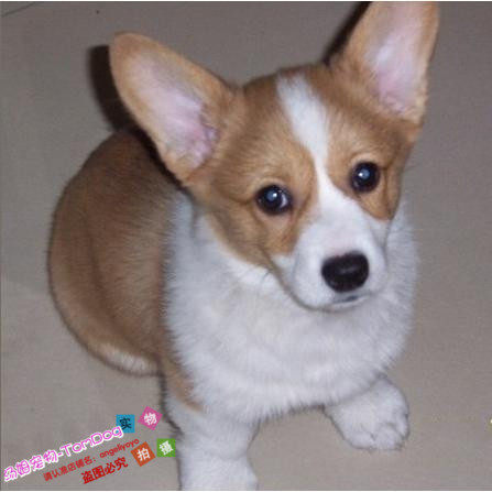 出售赛级大骨量小短腿柯基幼犬威尔士柯基犬幼犬双色宠物狗狗g,宠物/宠物食品及用品,狗狗,淘宝优惠券,粉丝福利购,淘宝优惠卷