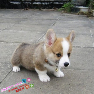 赛级纯种威尔士柯基犬幼犬活体宠物狗出售柯基犬大围脖通鼻线g