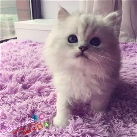 金吉拉活体幼猫家养金吉拉长毛猫纯种宠物猫金吉拉猫咪幼猫出售g,宠物/宠物食品及用品,猫咪,淘宝优惠券,粉丝福利购,淘宝优惠卷