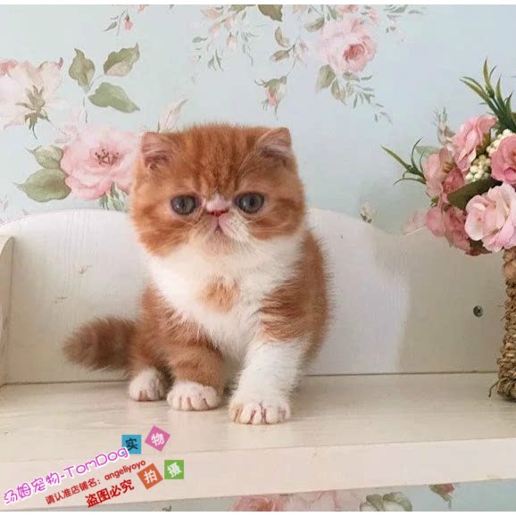 预售加菲猫活体幼猫红虎斑加菲异国短毛猫幼猫纯种宠物猫咪g