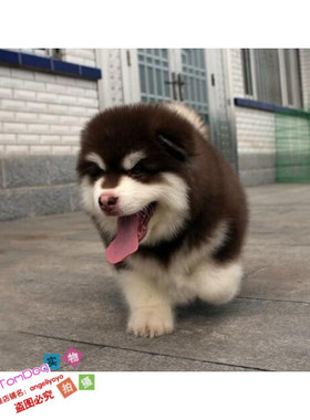 纯种活体巨型阿拉斯加雪橇犬幼犬烟灰色桃脸熊版巨大阿拉斯加65g