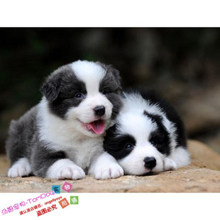 纯种家养边境牧羊犬幼犬活体宠物狗赛级血统边牧幼犬有健康协议g