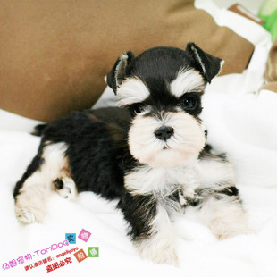 纯种雪纳瑞进口迷你雪纳瑞幼犬赛级雪纳瑞雪纳瑞幼犬宠物狗L0g
