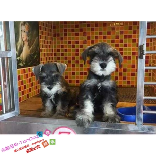 迷你纯种白胡子白眉毛椒盐色黑银色老头雪纳瑞幼犬活体宠物狗g