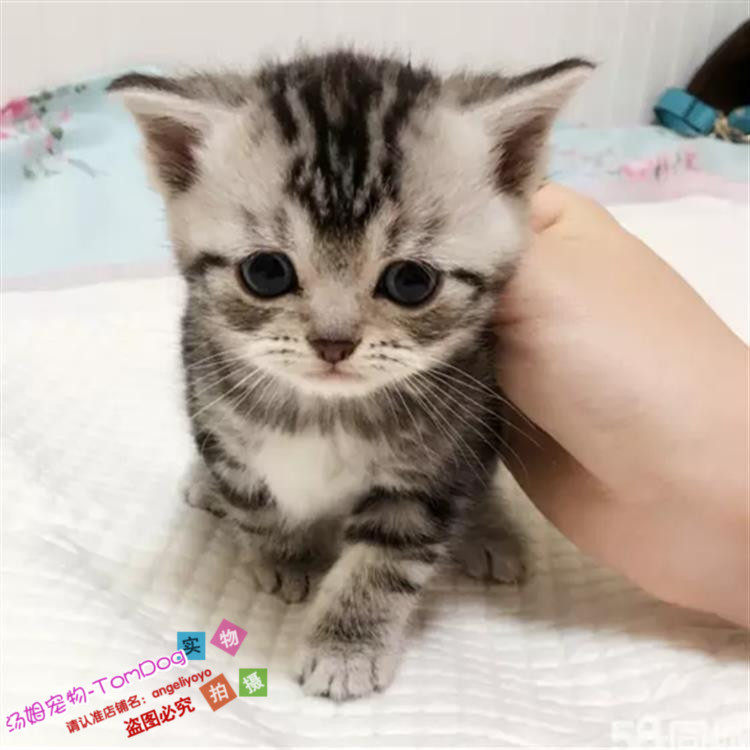 纯种美国短毛猫美短加白起司猫标斑银虎斑幼猫活体猫宠物猫g,宠物/宠物食品及用品,猫咪,淘宝优惠券,粉丝福利购,淘宝优惠卷
