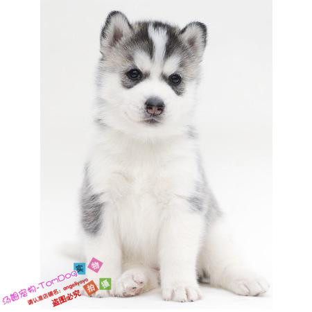 哈士奇纯种幼犬活体浅灰色三火蓝眼西伯利亚雪橇犬狗狗宠物活体g