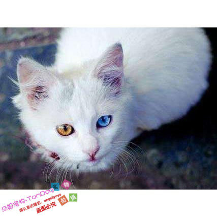 宠物猫活体家养折耳猫鸳鸯眼英短蓝猫波斯加菲布偶猫暹罗猫幼猫g,宠物/宠物食品及用品,猫咪,淘宝优惠券,粉丝福利购,淘宝优惠卷