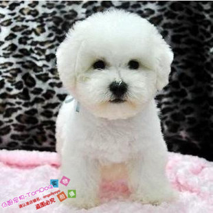 赛级血统纯种白色比熊幼犬活体宠物狗小体比熊狗狗大毛量进口g