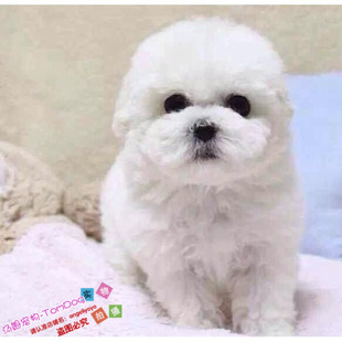 纯种活体比熊犬比熊幼犬迷你比熊犬宠物比熊犬法国卷毛比熊犬g