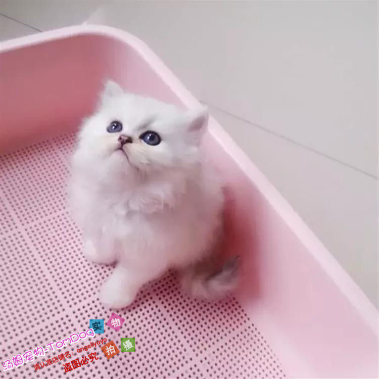 家庭猫舍出售金吉拉幼猫长毛猫纯种家养银渐层出售宠物猫活体g