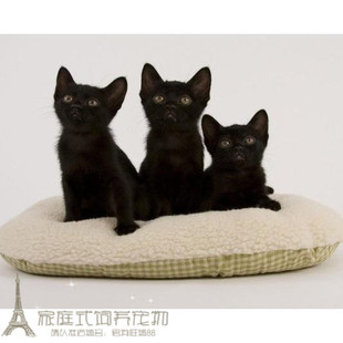 纯种猫咪纯正孟买黑猫黑色孟买猫幼猫活体乖巧猫小萌猫g