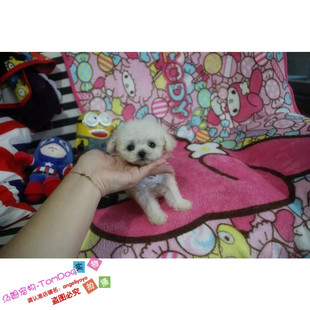 泰迪犬宠物小狗纯种茶杯幼犬出售白色小体玩具型贵宾犬家养g