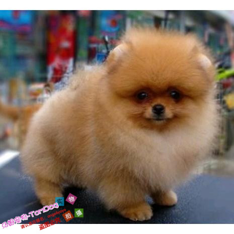 聪明活泼博美幼犬活体宠物狗狗家庭宠物活体袖珍型博美俊介狗狗g