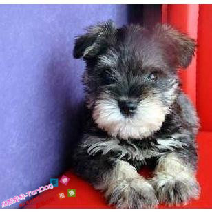 纯种雪纳瑞幼犬出售迷你标准型小体活体宠物狗黑银椒盐色雪纳瑞g