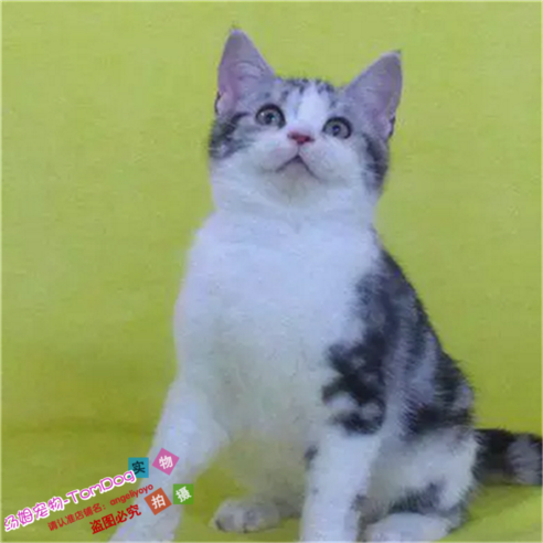 美国短毛猫家养活体幼猫宠物猫纯种美短银虎斑标斑加白起司猫e