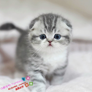 宠物猫咪活体宠物蓝猫英短猫加菲猫折耳猫暹罗猫波斯幼猫活体g