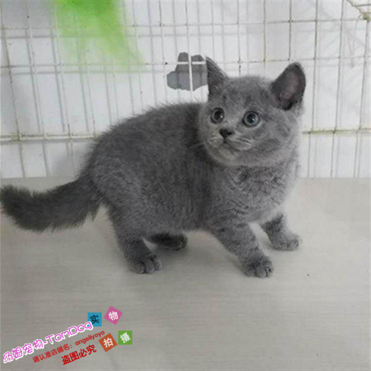 家养宠物活体蓝猫英短蓝白猫活体幼猫纯种英国短毛猫蓝白g