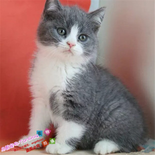 英短蓝猫咪宠物猫活体英国短毛猫幼猫蓝白家养活猫纯种正八包子g