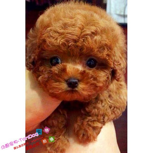 赛级红泰迪幼犬茶杯长不大的泰迪狗玩具型迷你赛级灰色贵宾42g
