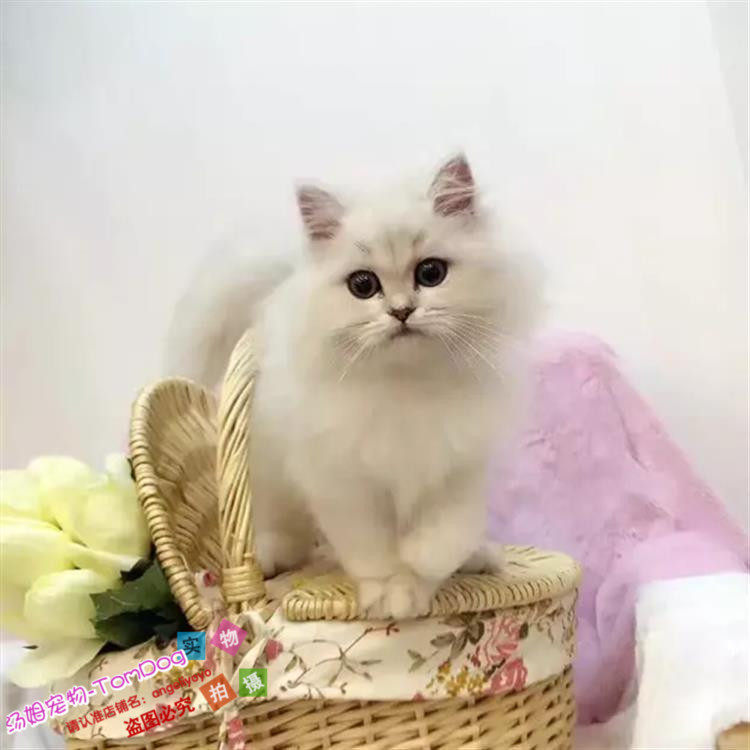 CFA赛级出售幼猫家养长毛猫纯种金吉拉宠物猫活体纯白银渐层g