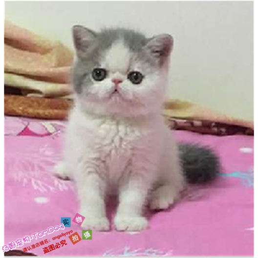 纯种活体异国短毛猫