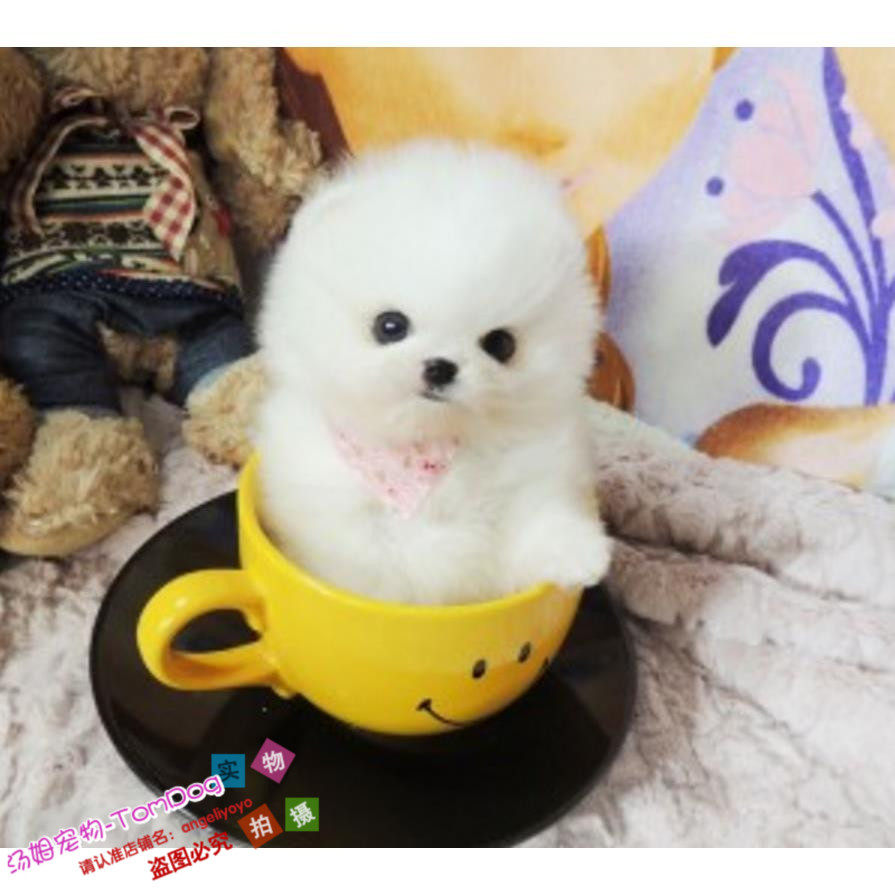 个人家养纯种博美幼犬长不大袖珍犬迷你狐狸宠物狗可上门挑g,宠物/宠物食品及用品,狗狗,淘宝优惠券,粉丝福利购,淘宝优惠卷