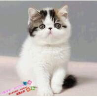赛级加菲猫异国短毛猫宠物猫活体纯种加菲幼猫包健康g