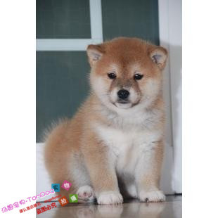 纯种日本柴犬幼犬狗狗大饼脸好品相骨量足神烦狗赤色赤柴赛级g