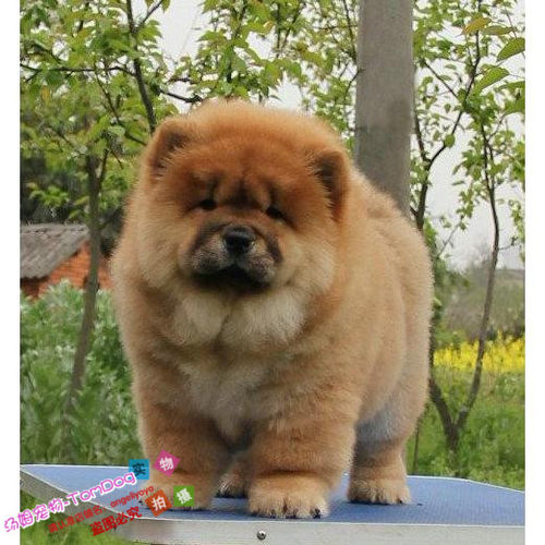 纯种红色支持支付宝活体松狮幼犬