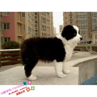 家养健康纯种边境牧羊犬幼犬活体宠物狗咖啡色黑色陨石色边牧g