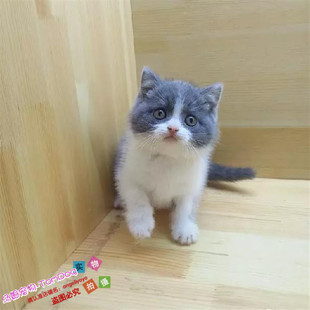 包邮 自家养出售英短蓝白宠物猫纯种英国短毛猫蓝白英短幼猫活体