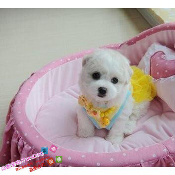 纯种活体法国卷毛比熊犬幼犬茶杯犬迷你型家养赛级幼狗比熊犬75g