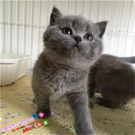 赛级出售英国短毛猫蓝猫妹妹家养英短纯种猫宠物猫咪幼猫活体g