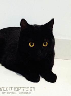 赛级家养纯种短毛黑孟买小黑猫宠物小猫孟买猫幼猫活体猫咪g
