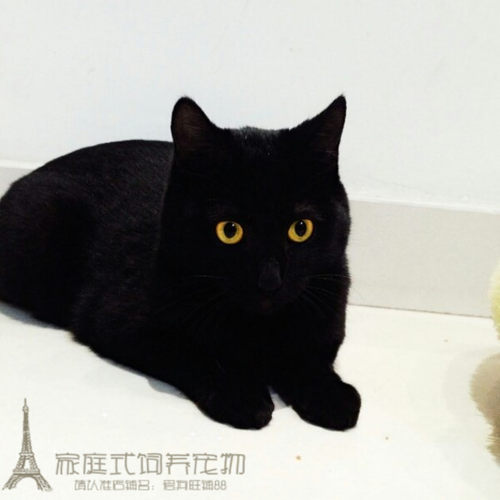 赛级家养纯种短毛黑孟买小黑猫宠物小猫孟买猫幼猫活体猫咪g
