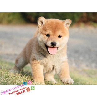 纯种日本柴犬幼犬宠物狗狗柴犬宝宝幼犬活体城市家养干净好打理g