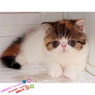 CFA猫舍出售猫咪活体加菲猫幼猫纯种宠物猫异国短毛猫家养幼猫g