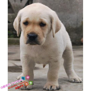 统奶白拉布拉多幼犬狗狗宠物温驯乖巧通人性品相好骨量大g