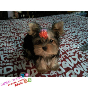 家养赛级活体约克夏幼犬宠物狗狗约克夏迷你小型犬长不大的狗狗g