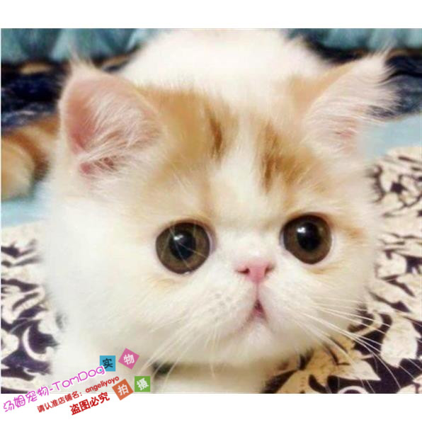 加菲猫宠物猫咪异国短毛猫幼猫家养纯种短毛幼猫活体红白弟弟DDg,宠物/宠物食品及用品,猫咪,淘宝优惠券,粉丝福利购,淘宝优惠卷