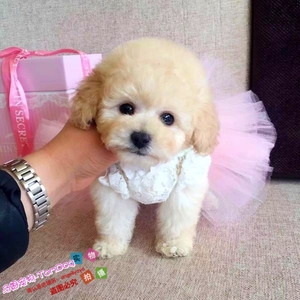 出售纯种泰迪幼犬玩具泰迪犬贵宾犬迷你犬茶杯犬宠物狗狗TD6g