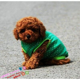 赛级红泰迪幼犬茶杯长不大的泰迪狗玩具型迷你赛级灰色贵宾16g